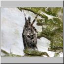 Diurnea fagella - Buchenmotte ~ Saengerin w01.jpg